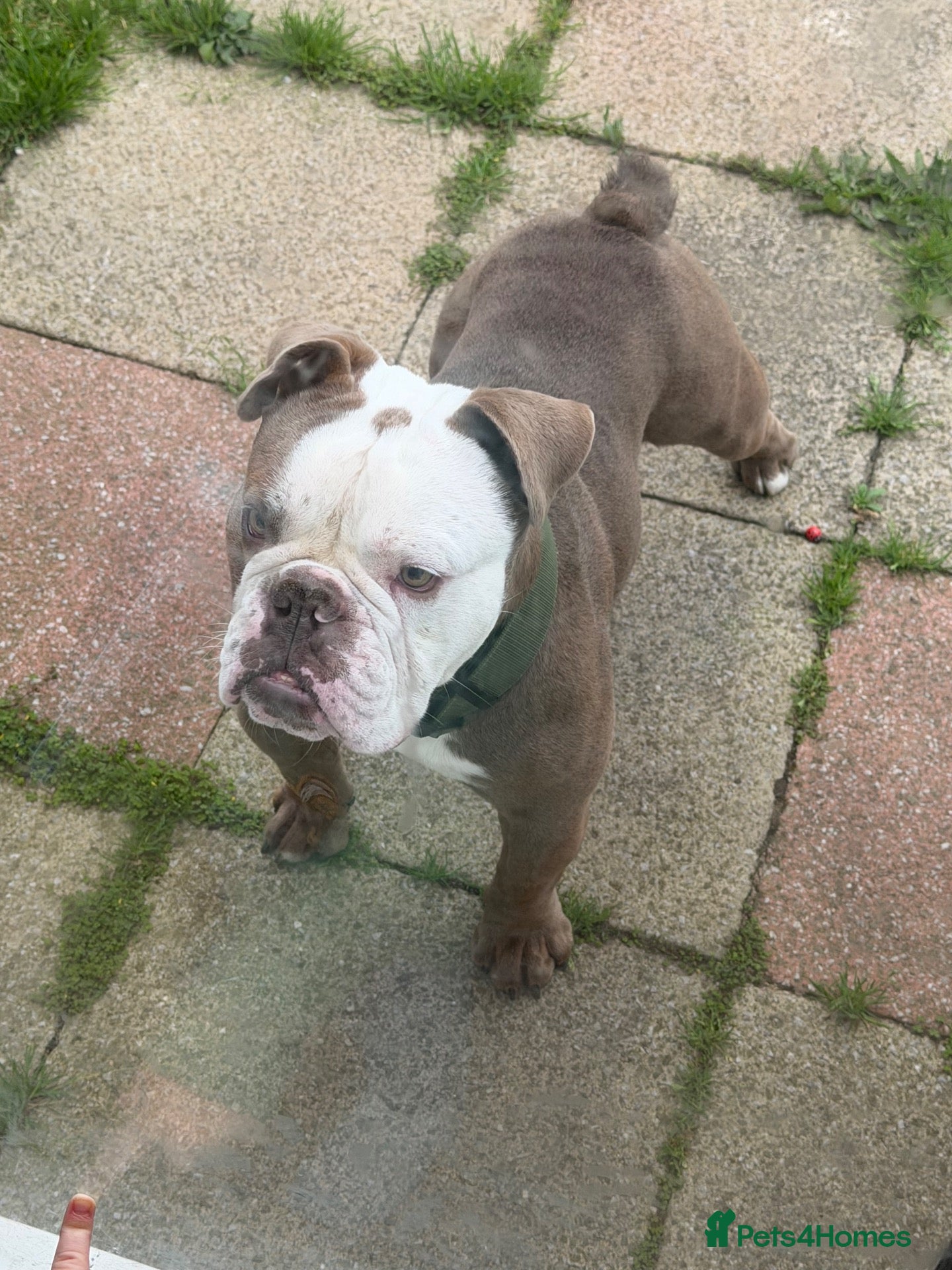English Bulldog dogs English bulldog  - Advert 2