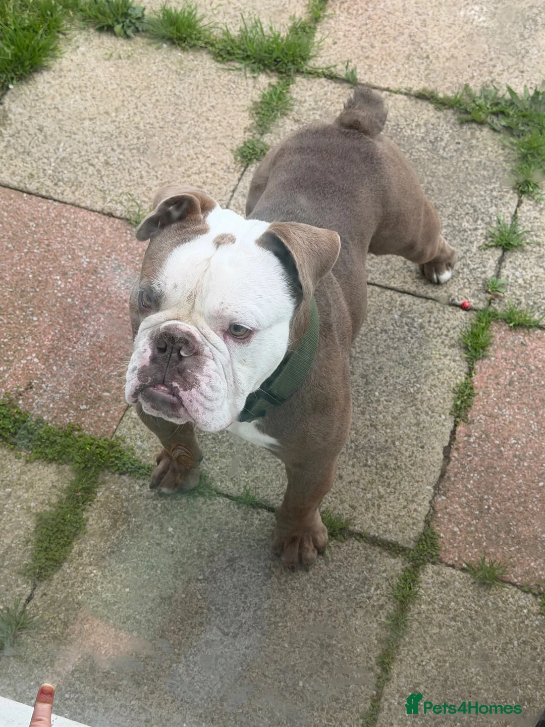 English Bulldog dogs for stud: English bulldog  in Hartlepool - Advert 1