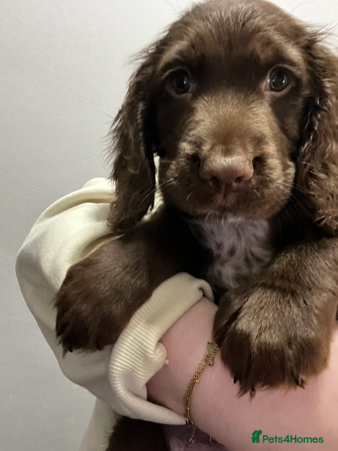 Sprocker dogs for sale: Beautiful Sprocker Puppies Ready 30th December - Advert 37