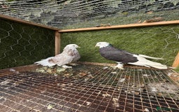 Pigeons birds for sale: Pigeons for sale - Image 25