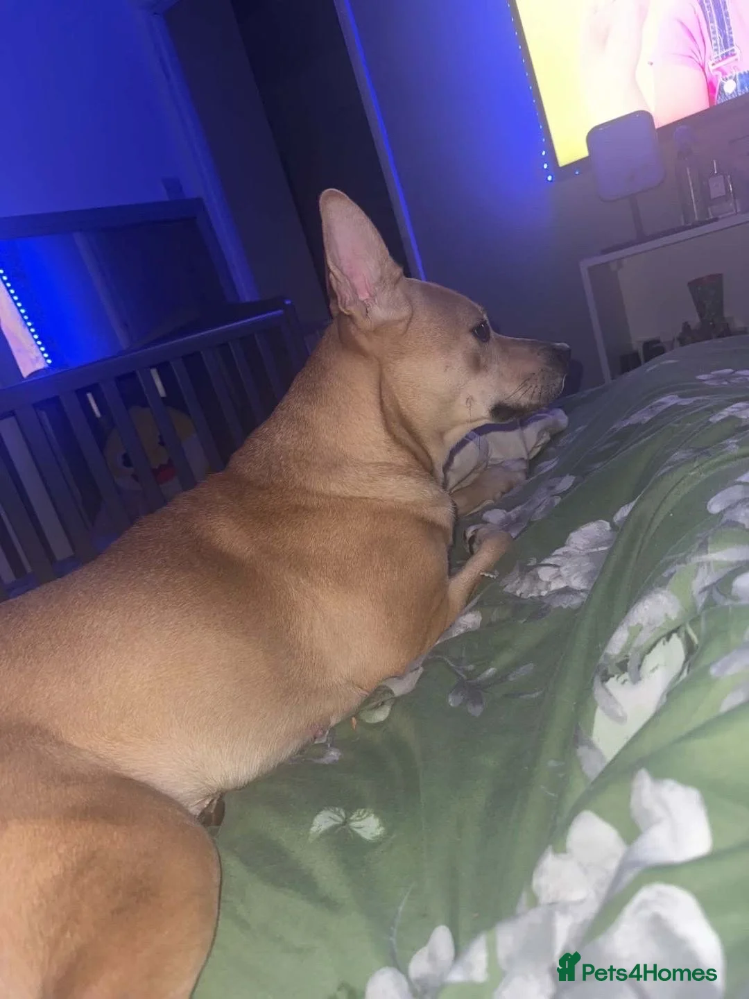 Mixed Breed dogs for sale: Kinder  - Advert 4