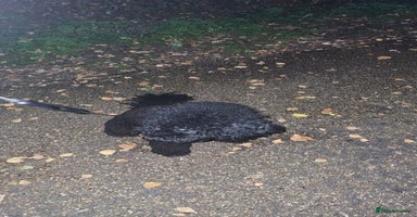 Toy Poodle dogs - Advert 3