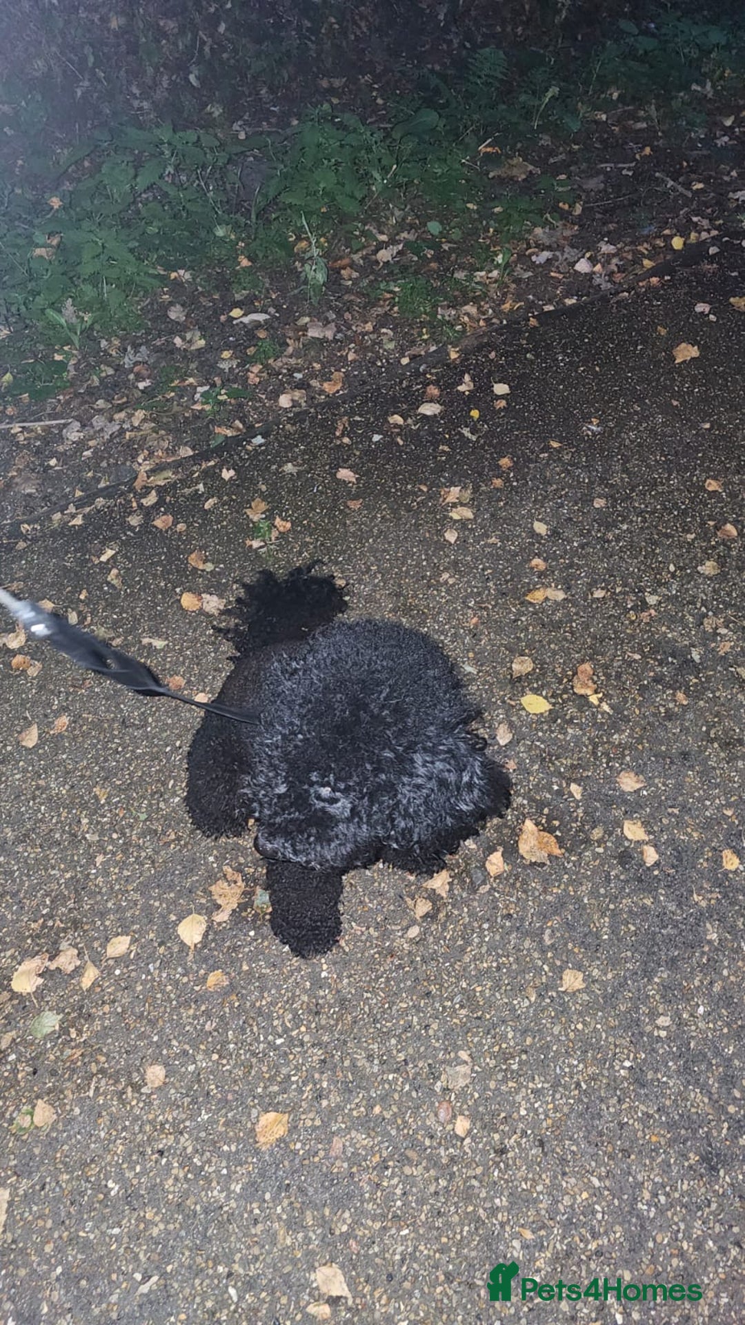 Toy Poodle dogs for sale: Two toy poodle sisiters for sale  - Image 2