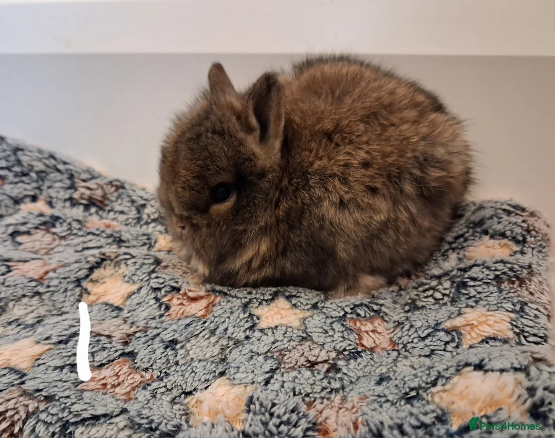 Mixed Breed rabbits for sale: Gorgeous baby bunnies, ready to reserve! - Advert 3
