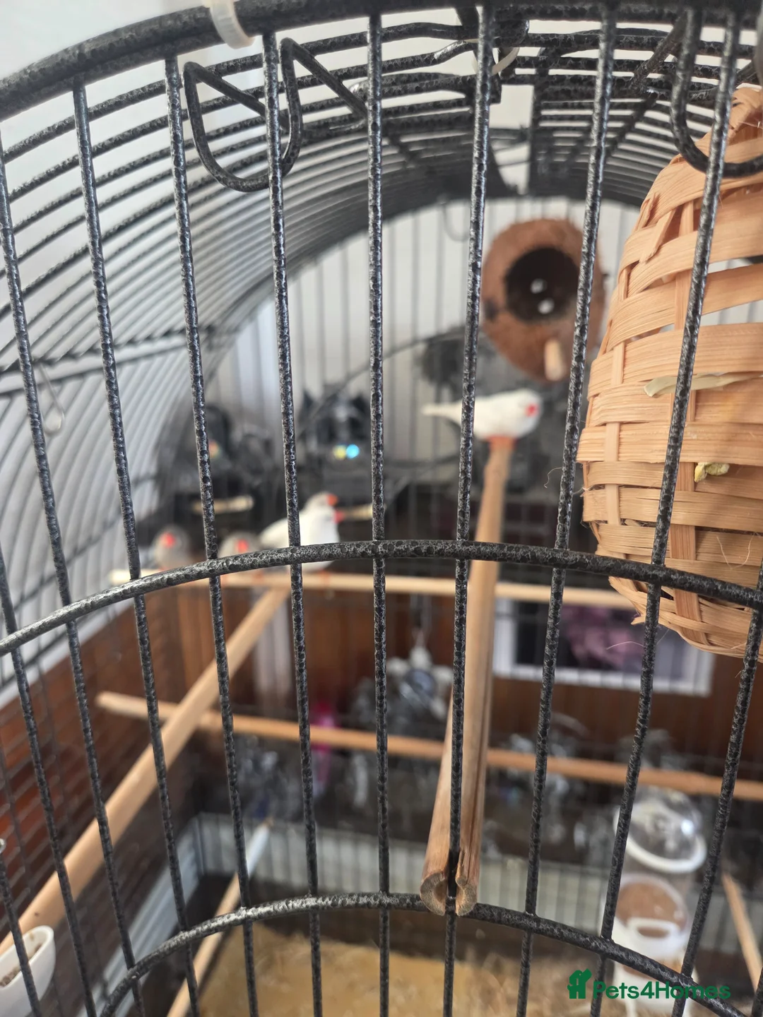 Finches birds for sale: Zebra finchs - Advert 1