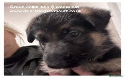 German Shepherd dogs for sale: German shepherd puppies  - Image 31