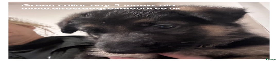 German Shepherd Puppy 1