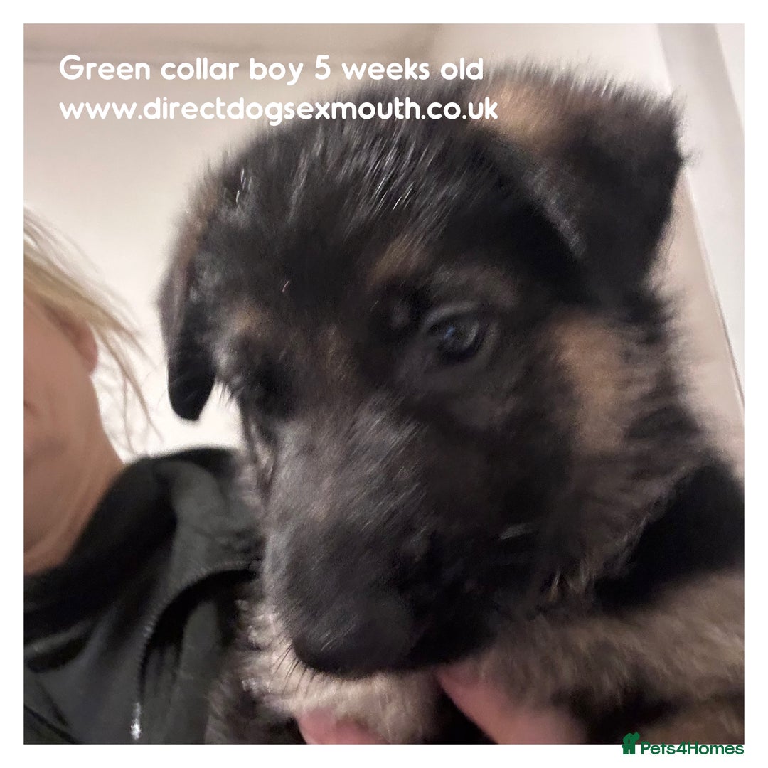 German Shepherd dogs for sale: German shepherd puppies  - Image 31