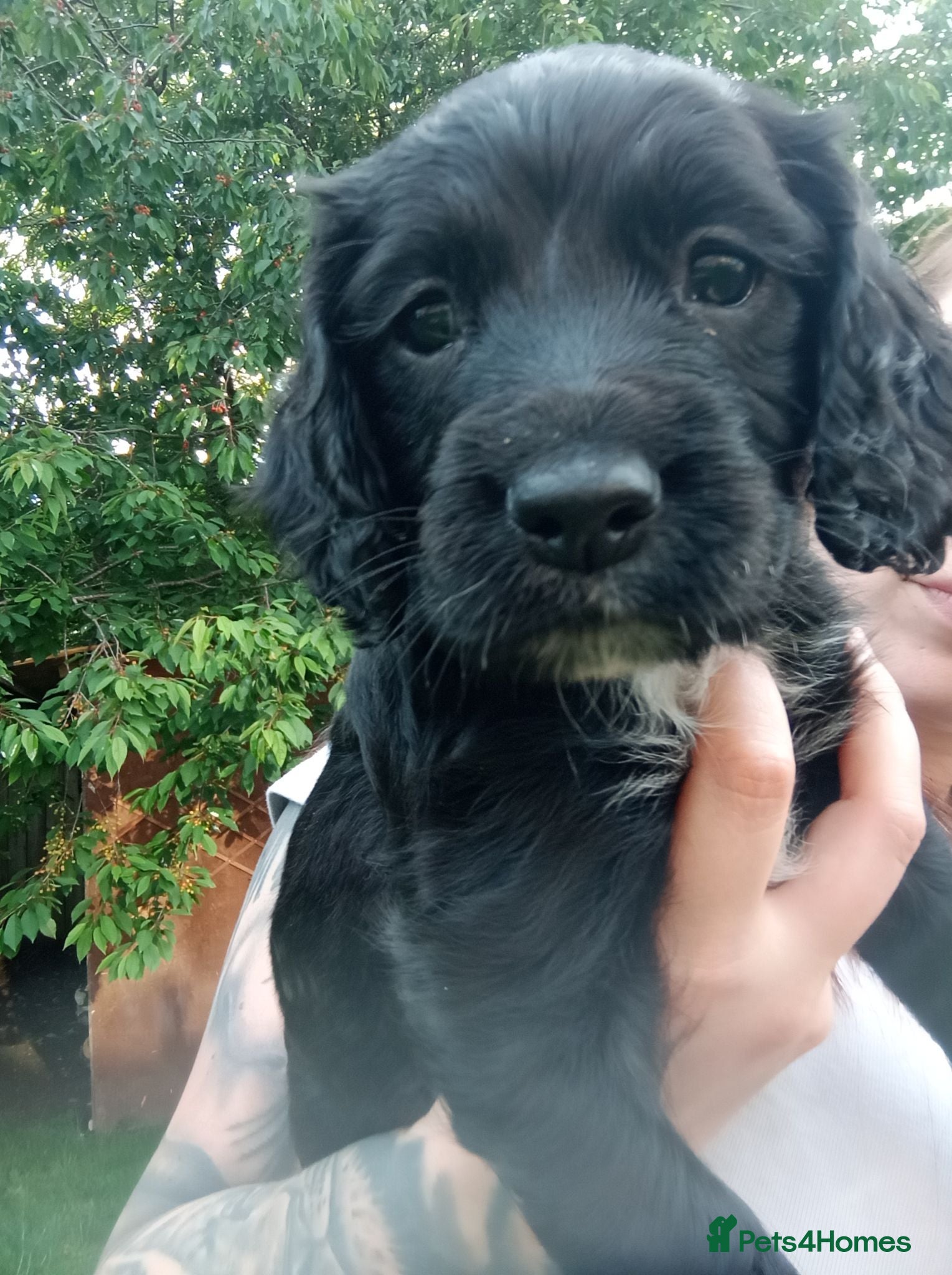 English Springer Spaniel dogs  Springer/cocker spaniel    (Health tested)  - Advert 14