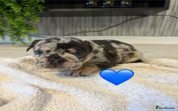 French Bulldog dogs for sale: French bulldogs  - Image 6