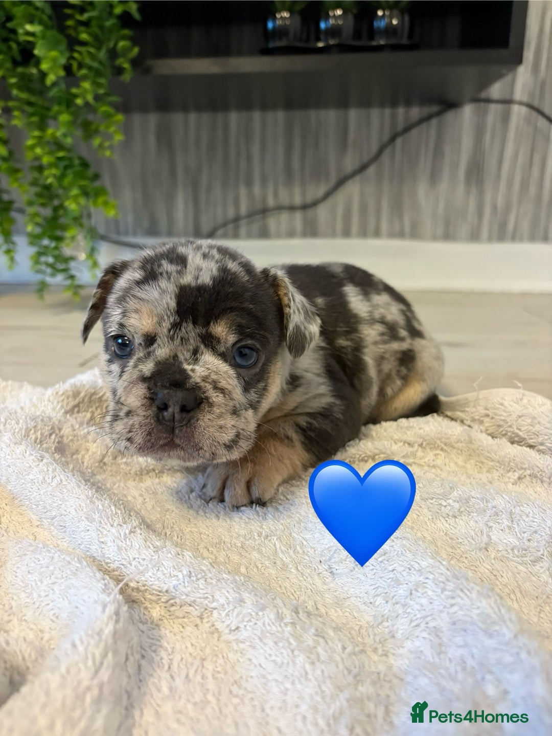 French Bulldog dogs for sale: French bulldogs  - Image 6