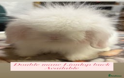 Mini Lion Lop rabbits for sale: Double mane lionlops ready now - Image 4