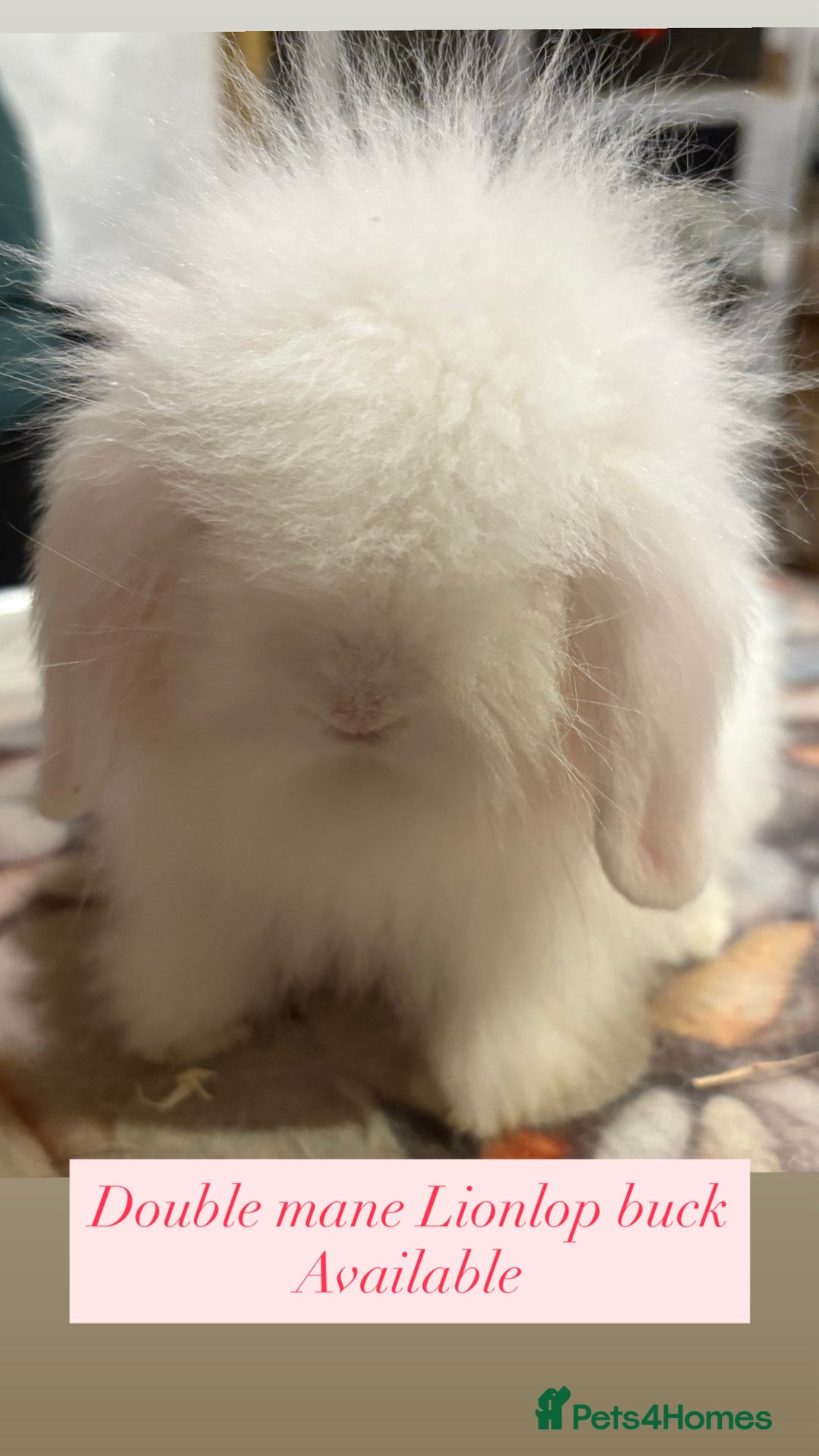 Mini Lion Lop rabbits for sale: Double mane lionlops ready now - Image 4