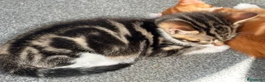Mixed Breed 1