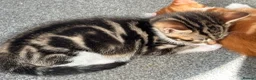 Mixed Breed cats for sale: Three beautiful kittens looking for forever home  in Slough - Advert 4