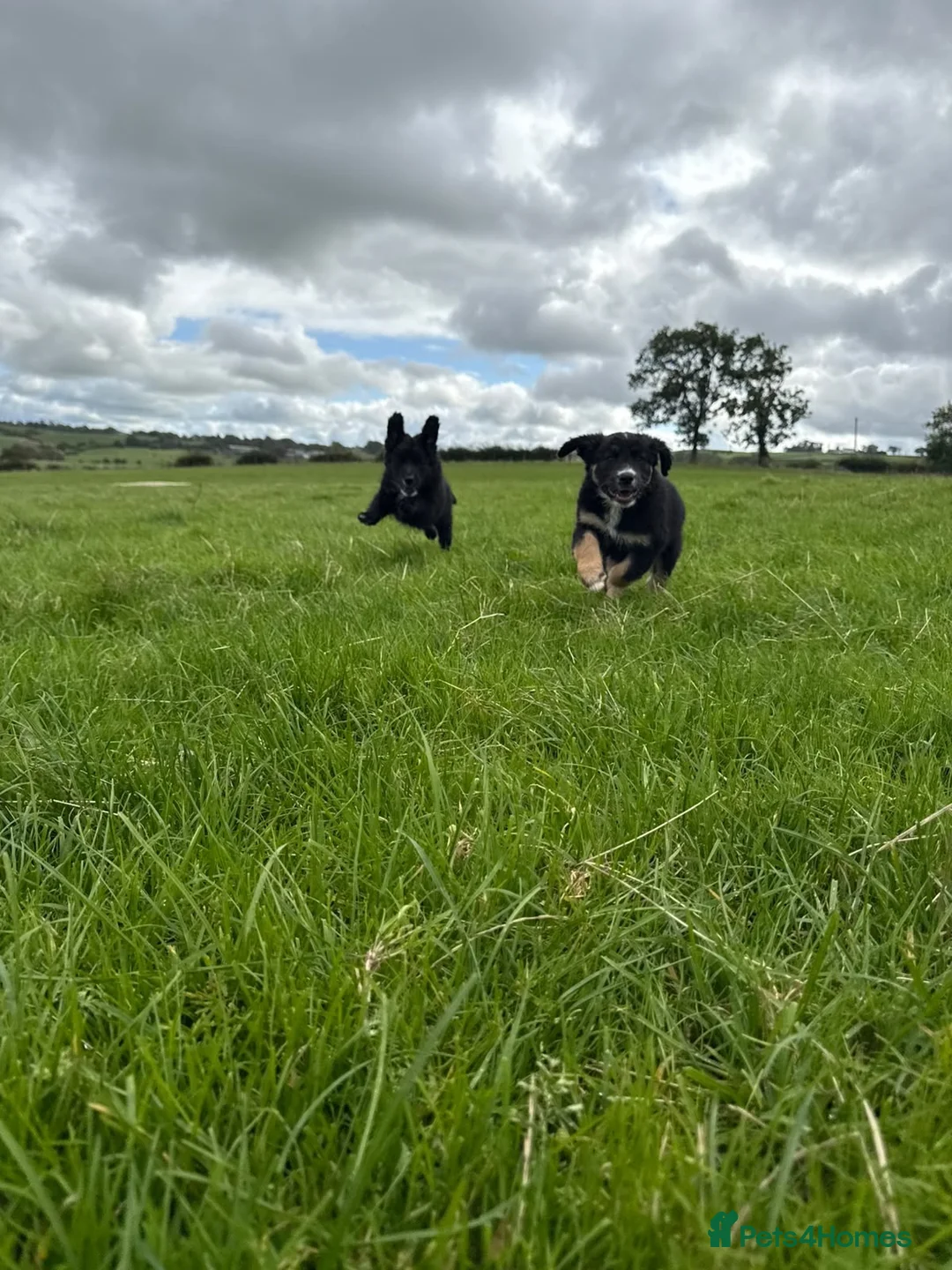 Mixed Breed dogs for sale: Border Collie x Golden Retriever pups for sale  in Glasgow - Advert 2