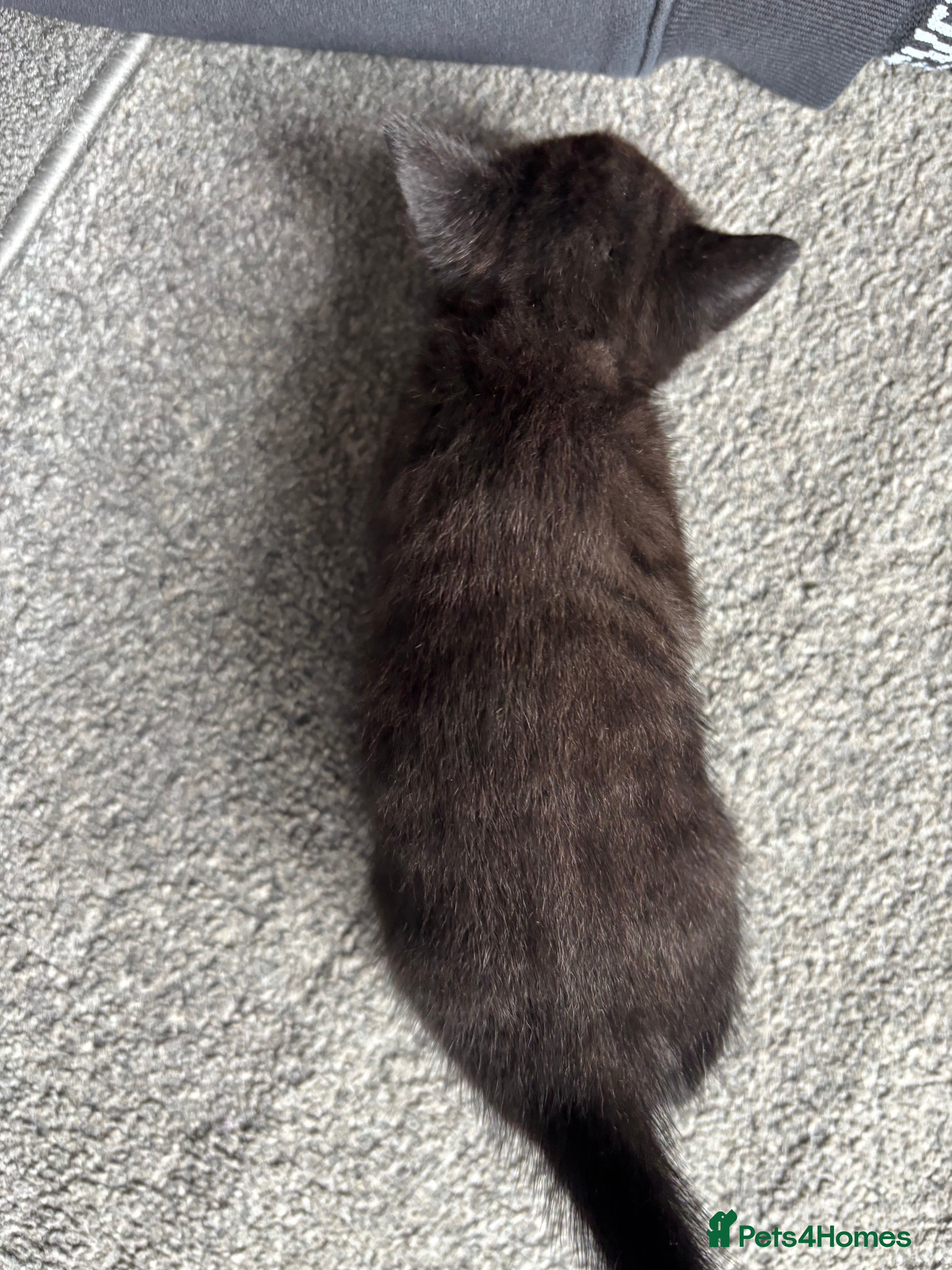Mixed Breed cats for sale: 5 beautiful kittens for sale!  - Advert 6