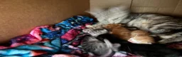 Bengal cats for sale: Bengal Cross - 2 ginger - One Black - One Grey  - Advert 2