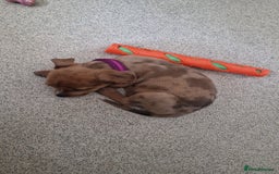 Mixed Breed dogs for sale: American bulldog x rottweiller - Image 2