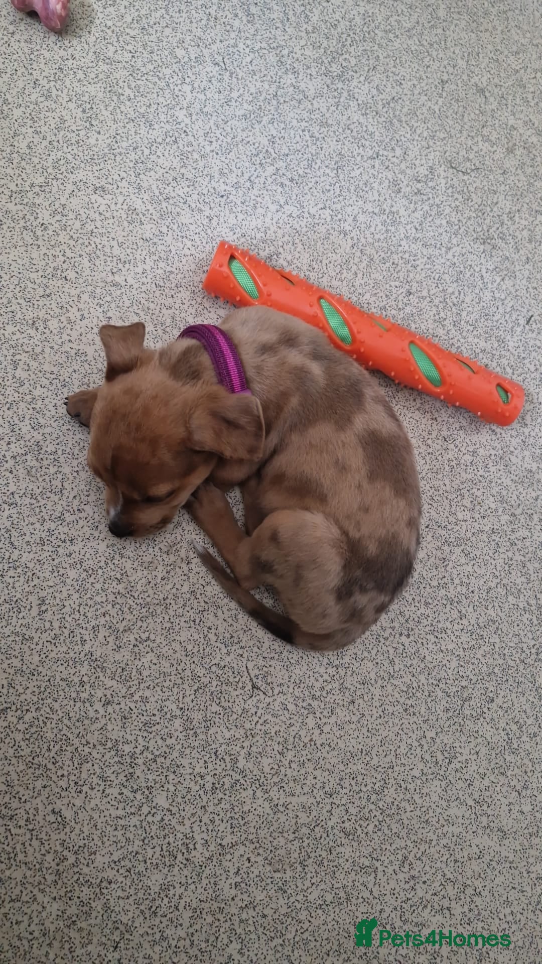 Mixed Breed dogs for sale: American bulldog x rottweiller - Image 2