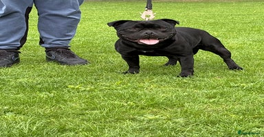 Staffordshire Bull Terrier dogs - Advert 14