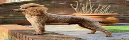 Poodle dogs for stud: Donnajays  5* PROVEN, HEALTH TESTED & PROFESSIONAL - Advert 7