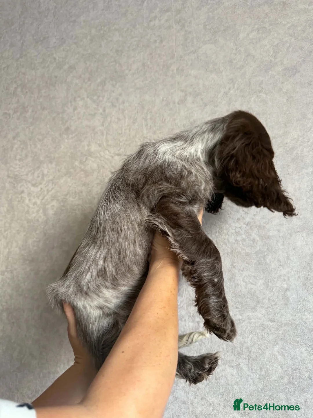 Sprocker dogs for sale: Male sprocker spaniel  - Advert 6