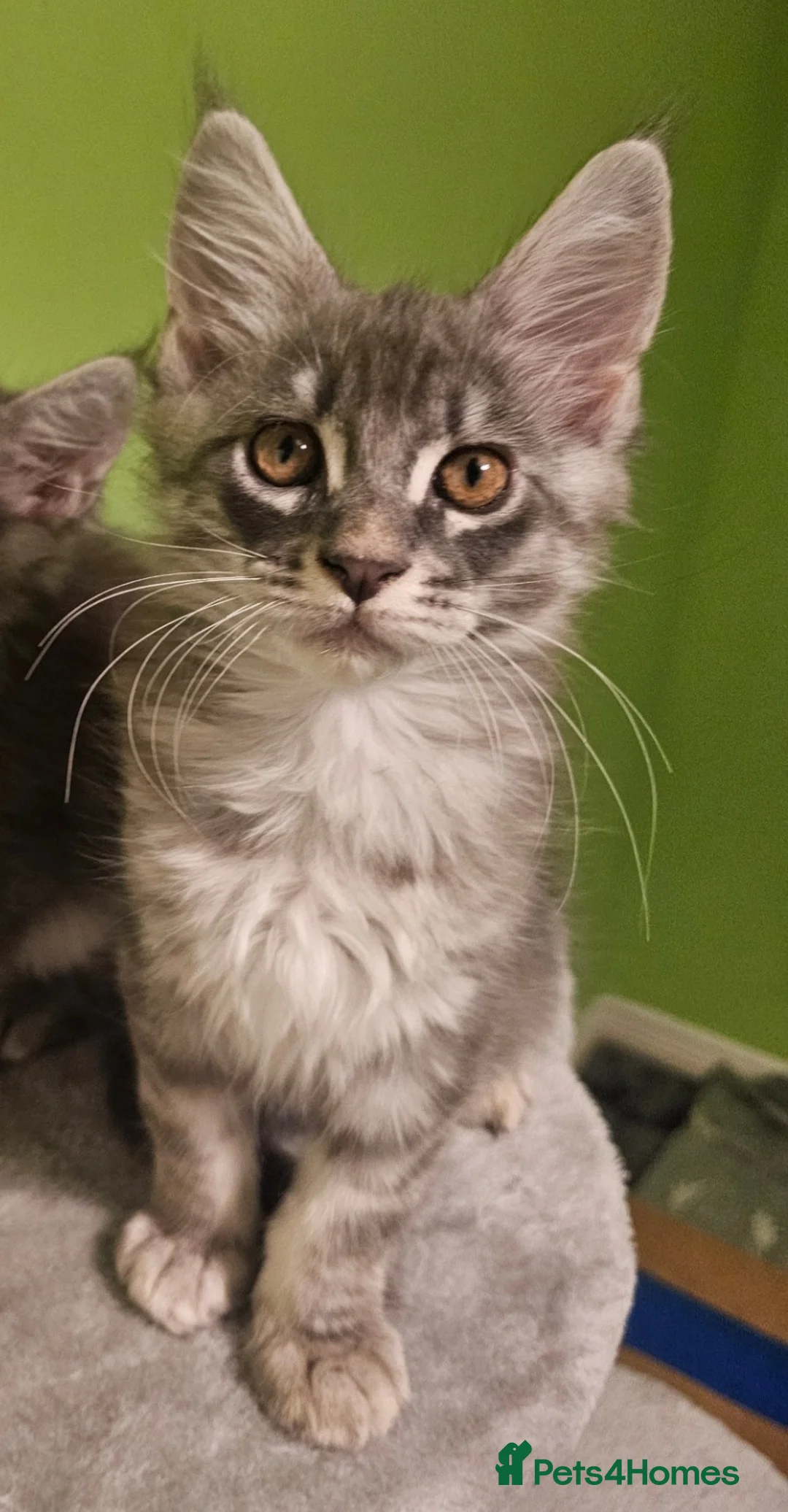 Maine Coon cats for sale: Last 2 boys Champion bloodline maine coons TICA - Advert 2