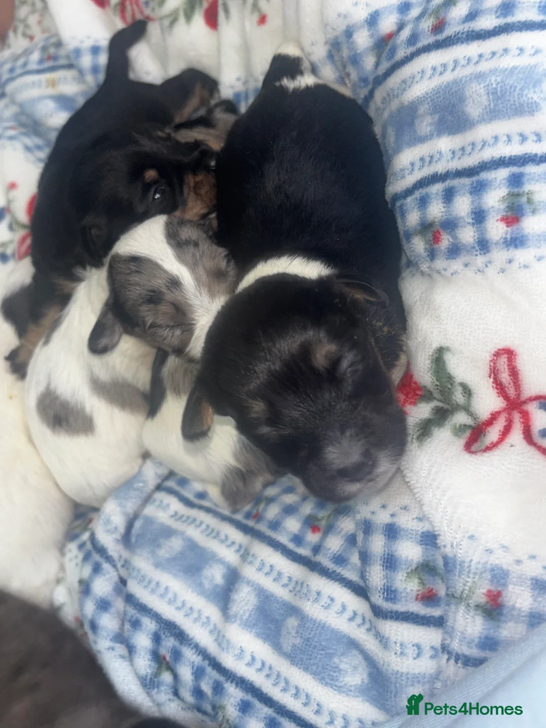 Mixed Breed dogs for sale: Terriers for new homes  - Advert 8