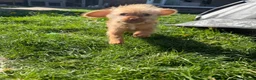 Mixed Breed dogs for sale: Schweenie - Advert 1