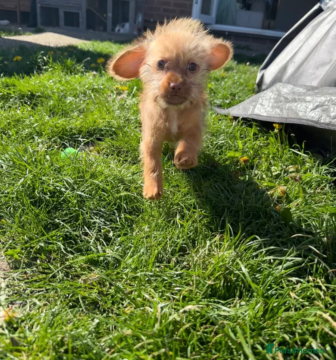 Mixed Breed dogs for sale: Schweenie - Advert 1