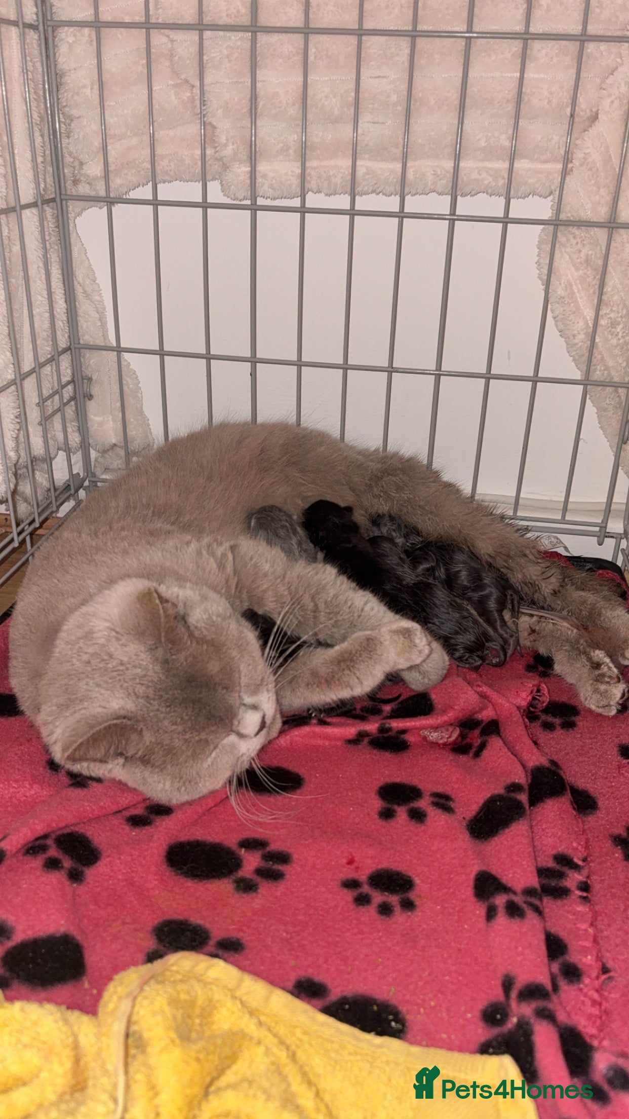 British Shorthair cats British shorthair kittens 🩷💙 - Advert 3