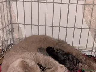 British Shorthair cats British shorthair kittens 🩷💙 - Advert 1
