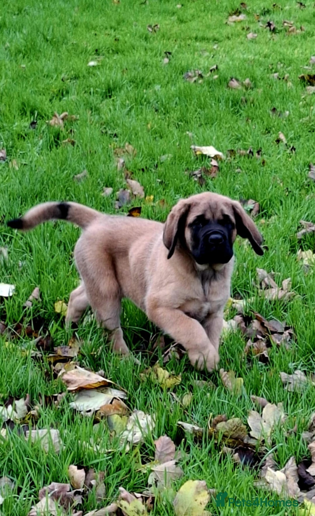 Mastiff dogs for sale: KC English Mastiff puppies READY NOW - Image 4