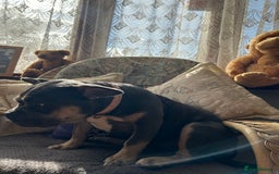 French Bulldog dogs for sale: Female lilac and tan French bulldog  - Image 3