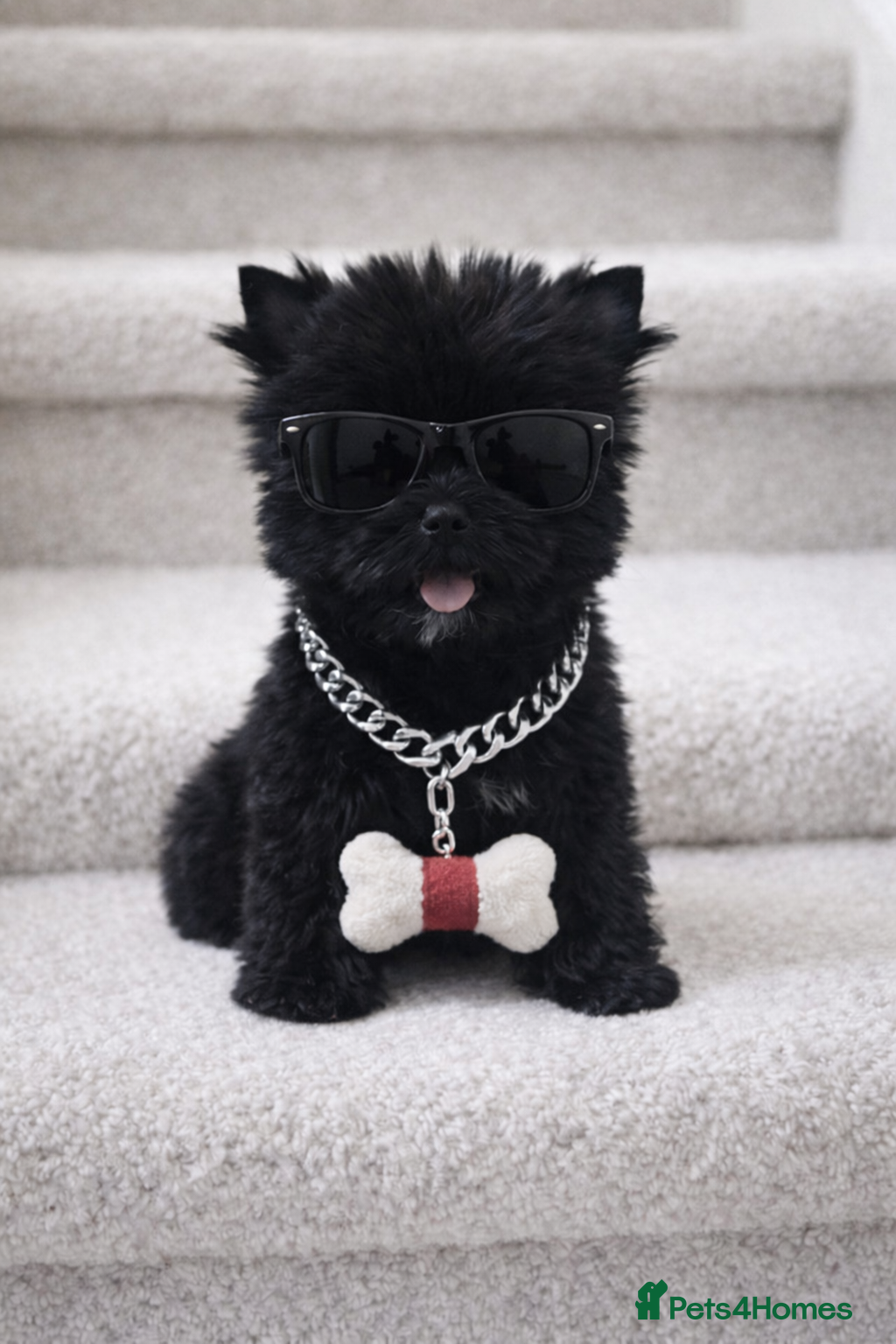 Yorkshire Terrier dogs Yorkshire Terrier  - Advert 2