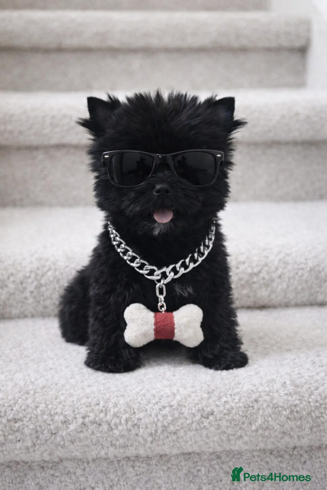 Yorkshire Terrier dogs for sale: Yorkshire Terrier  - Advert 1