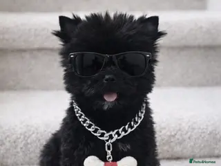 Yorkshire Terrier dogs Yorkshire Terrier - Advert 2