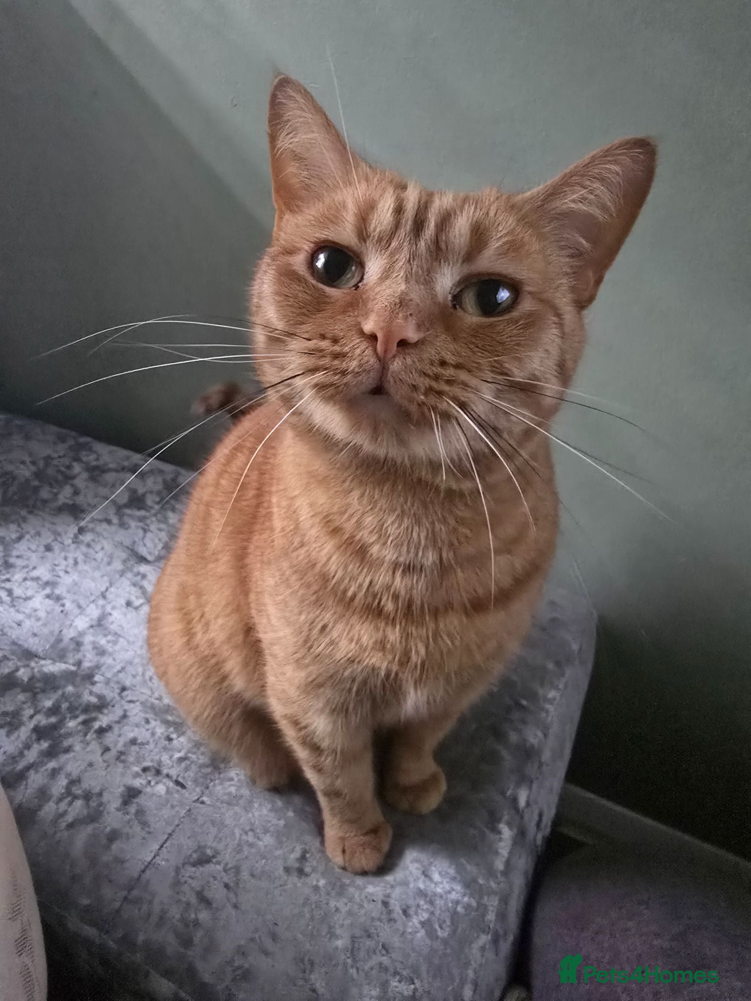 British Shorthair cats for sale: Female looking for home - Advert 1