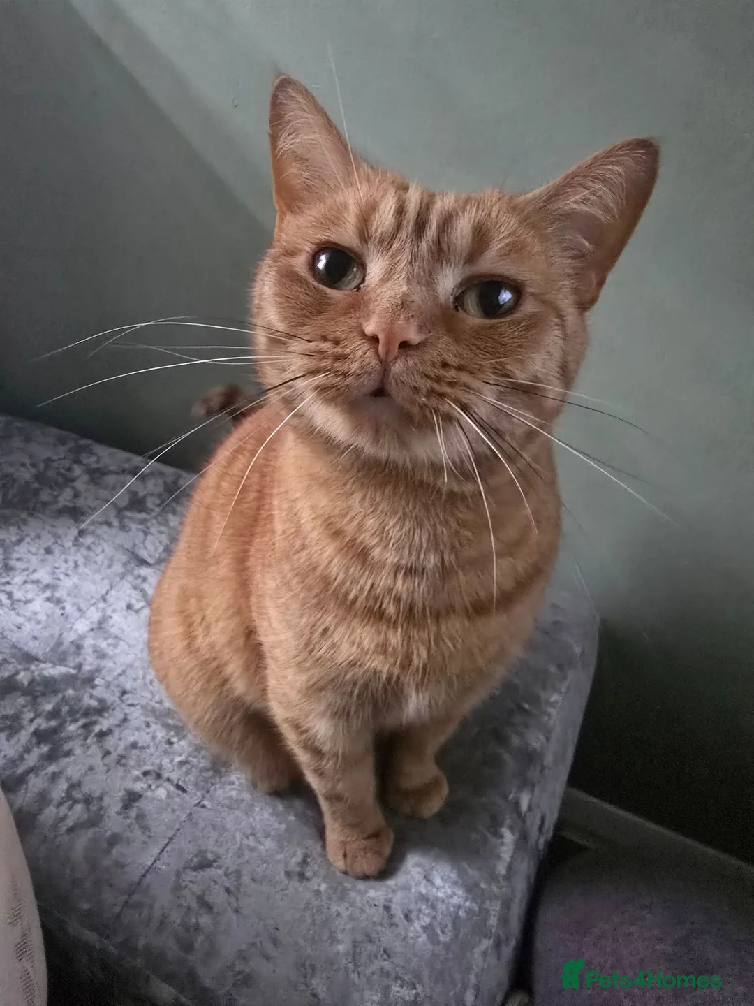 British Shorthair cats for sale: 2 females looking for home - Advert 2