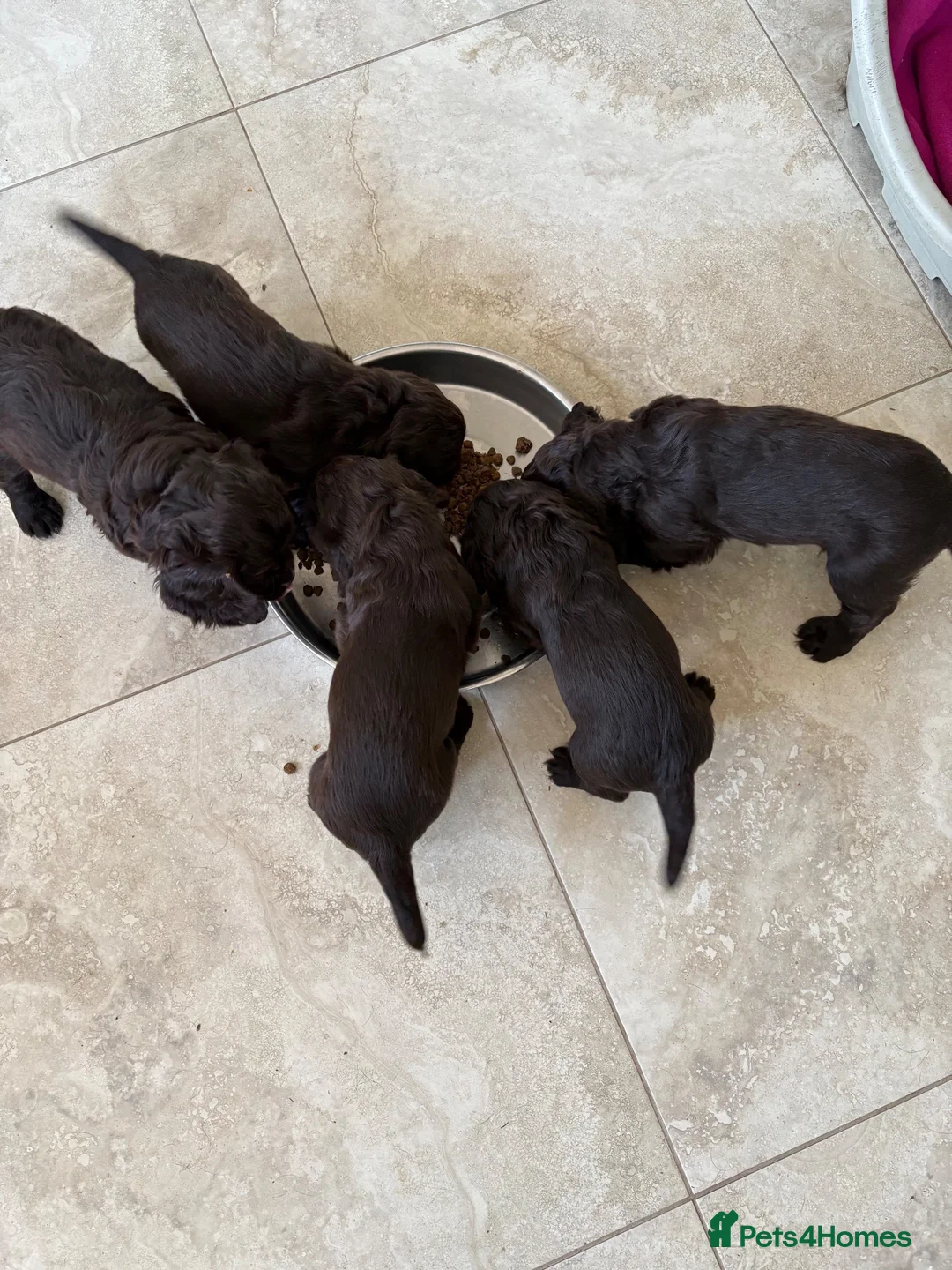 Cocker Spaniel dogs for sale: KC Registered working cocker spaniel pups in Brentwood - Advert 7