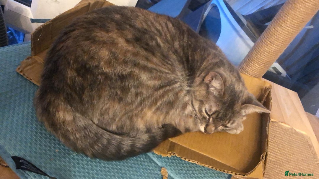 Mixed Breed cats for sale: Torbie Arabian Mau X BSH - Advert 3