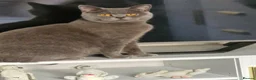 British Shorthair cats for sale: Stunning Full pedigree BSH KITTENS ( GCCF REG )  - Advert 25