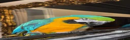 Macaws birds for sale: BLUE & GOLD MACAW - Advert 2
