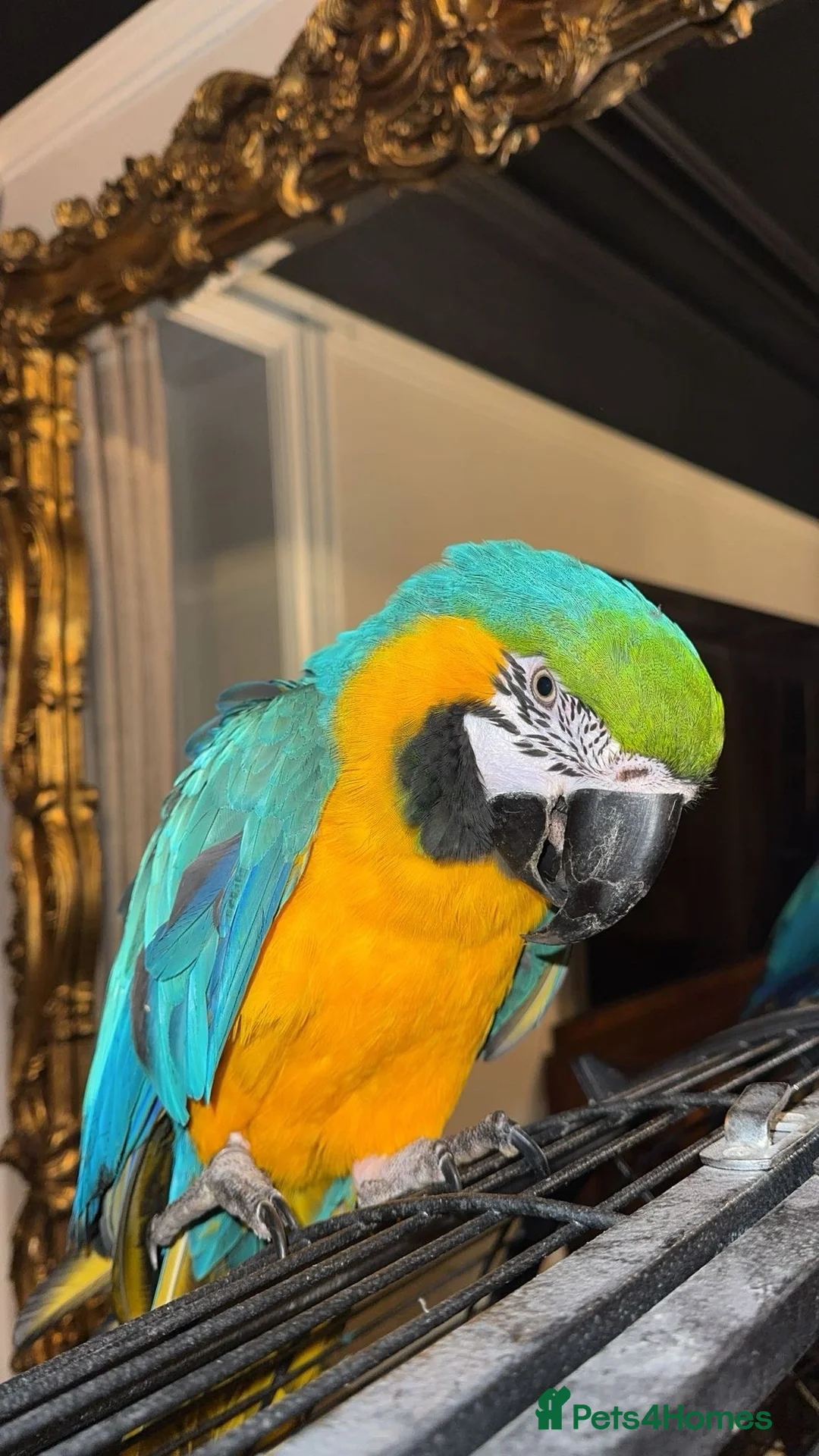 Macaws birds for sale: BLUE & GOLD MACAW - Advert 2