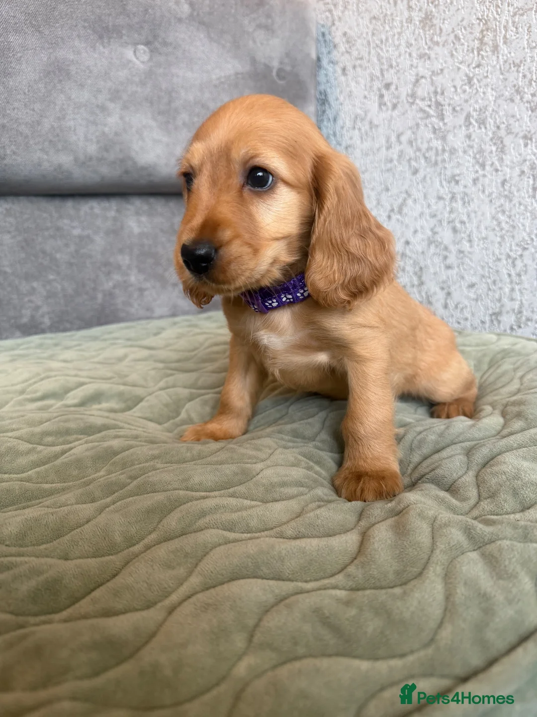 Cocker Spaniel dogs for sale: Beautiful Cocker spaniel pups  - Advert 2