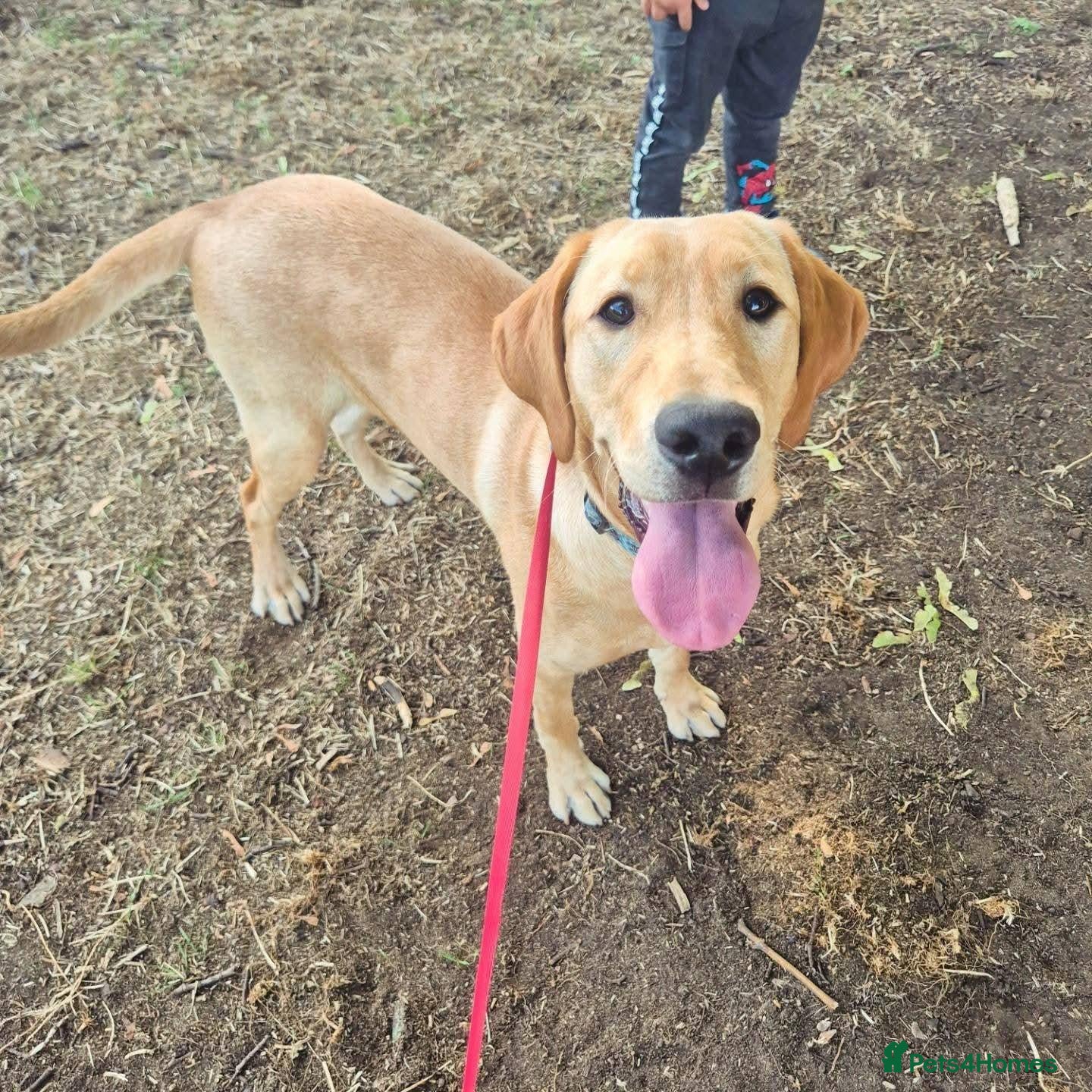 Labrador Retriever dogs for sale: Labrador Retriever Rehome - Advert 21