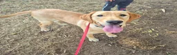 Labrador Retriever dogs for sale: Labrador Retriever Rehome - Advert 1