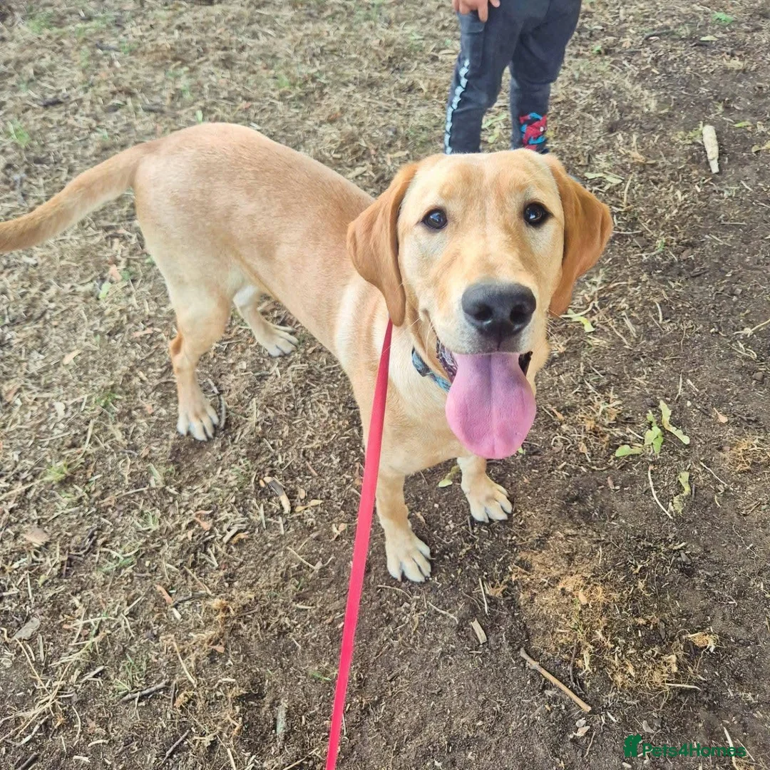 Labrador Retriever dogs for sale: Labrador Retriever Rehome - Advert 1
