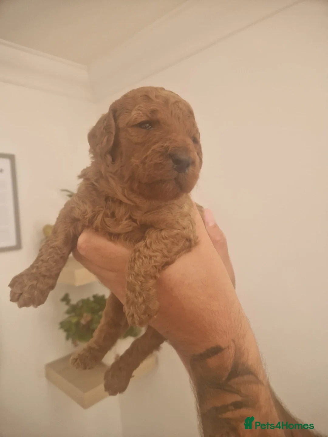 Cockapoo dogs for sale: Cockapoo puppies Red and Brown - Advert 9